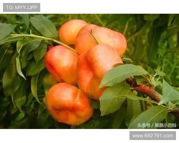 这竟然是《桃子》？10个你可能忽略的彩蛋，藏着导演的深意！