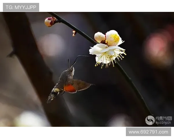 暗香电影：在光影浮动间，捕捉稍纵即逝的诗意与灵魂